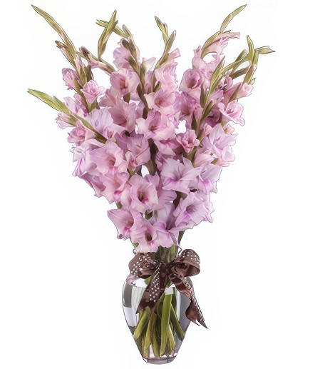 Pink Gladiolus